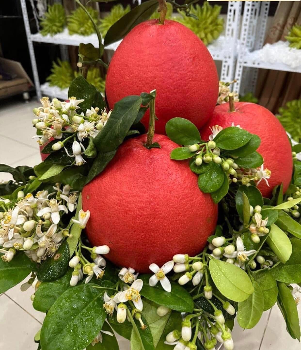 480727338_1307490603792547_6281973734239158152_n