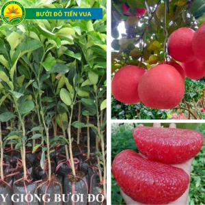 Cây giống Bưởi Tiến Vua F1 Tứ Quý